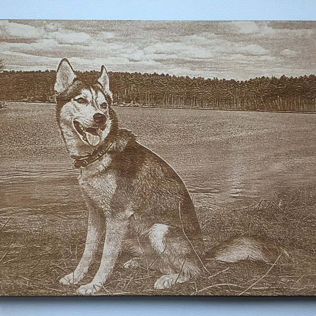 Wood Photo engraving of husky