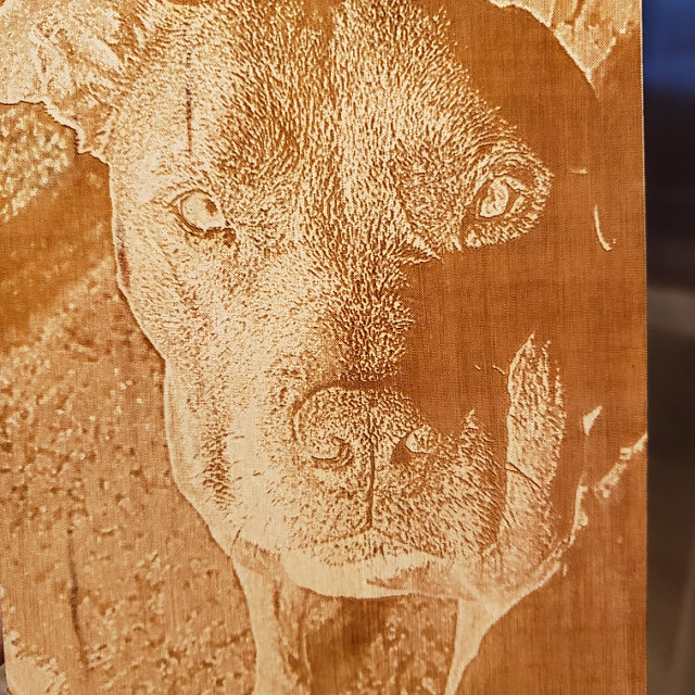 Engraved Pit Bull Photo on wood